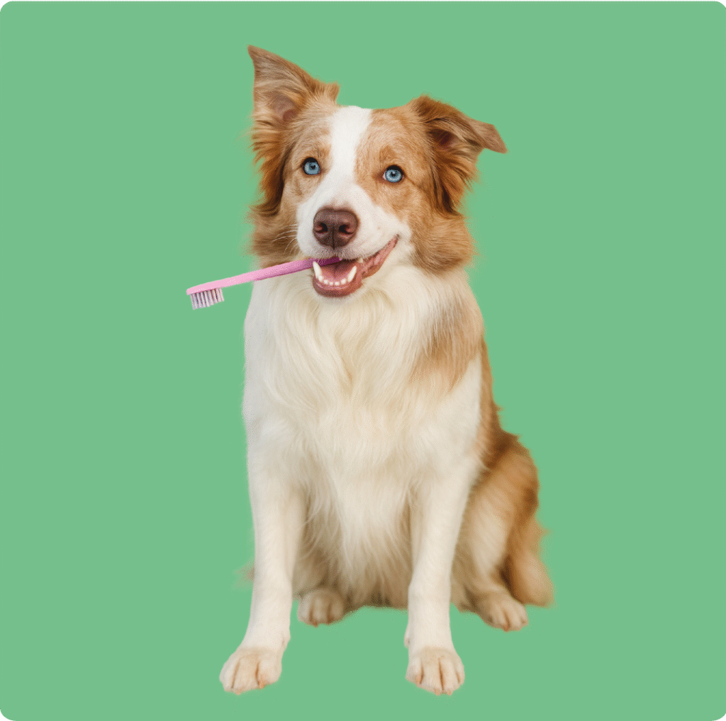 dental care